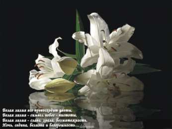 Открытки с белой лилией  Открытки с белой лилией скачать бесплатно. Открытки с белой лилией gif.