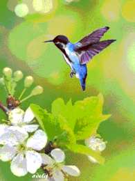 Открытки с колибри Открытки с колибри скачать бесплатно. Открытки с колибри онлайн.