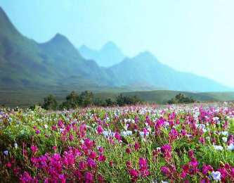 Открытки с цветочными полями  Открытки с цветочными полями с анимациями. Красивые открытки с цветами.
