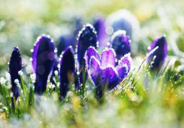 Открытки с крокусами  Открытки с крокусами скачать бесплатно. Открытки с крокусами онлайн.