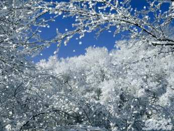 Открытки с инеем  Открытки с инеем скачать бесплатно. Открытки с инеем gif.     