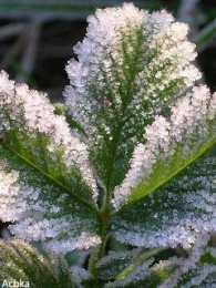 Открытки с инеем  Открытки с инеем скачать бесплатно. Открытки с инеем gif.     