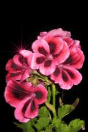 Открытки с геранью Открытки с геранью скачать бесплатно. Открытки с геранью онлайн.