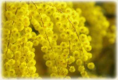 Открытки с мимозой  Открытки с мимозой скачать бесплатно. Открытки с мимозой онлайн.