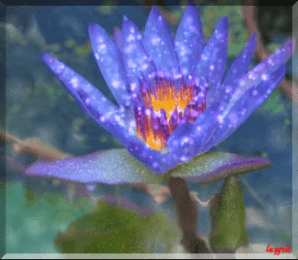 Открытки с лотосом  Открытки с лотосом анимационные. Блестящие открытки с лотосом.