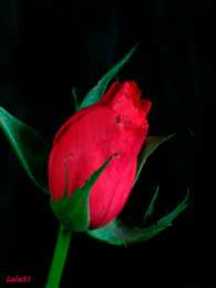 Открытки с распускающимися розами Открытки с распускающимися розами скачать бесплатно gif.      