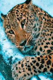 Открытки с леопардом Открытки с леопардом скачать. Открытки с леопардом бесплатно.