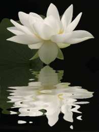 Открытки с лотосом  Открытки с лотосом анимационные. Блестящие открытки с лотосом.