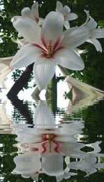 Открытки с белой лилией  Открытки с белой лилией скачать бесплатно. Открытки с белой лилией gif.