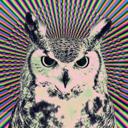 Открытки с совами  Открытки с совами скачать. Открытки с совами бесплатно онлайн.