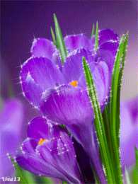 Открытки с крокусами  Открытки с крокусами скачать бесплатно. Открытки с крокусами онлайн.