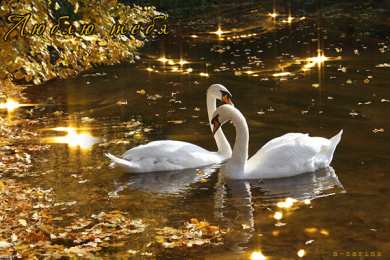 Открытки с лебедями  Открытки с лебедями скачать. Открытки с лебедями бесплатно. 
