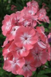 Открытки с флоксами  Открытки с флоксами анимационные. Открытки с флоксами скачать.