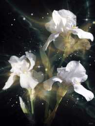 Открытки с ирисами  Открытки с ирисами скачать. Открытки с ирисами бесплатно онлайн.