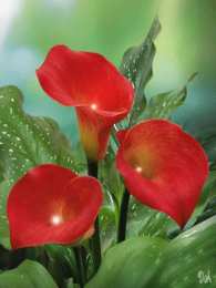 Открытки с каллами Открытки с каллами скачать бесплатно. Открытки с каллами онлайн.