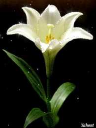 Открытки с белой лилией  Открытки с белой лилией скачать бесплатно. Открытки с белой лилией gif.