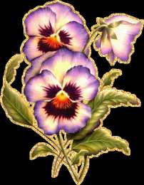 Открытки с разноцветными анютиными глазками  Открытки с разноцветными анютиными глазками скачать бесплатно.