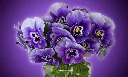 Открытки с фиолетовыми анютиными глазками  Открытки с фиолетовыми анютиными глазками скачать бесплатно.