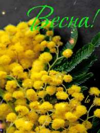 Открытки с мимозой  Открытки с мимозой скачать бесплатно. Открытки с мимозой онлайн.