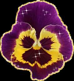 Открытки с фиолетовыми анютиными глазками  Открытки с фиолетовыми анютиными глазками скачать бесплатно.