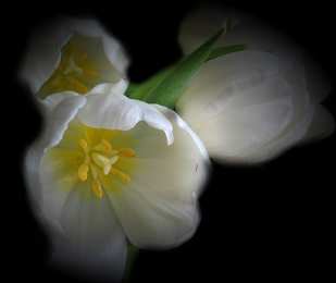 Открытки с белыми тюльпанами Открытки с белыми тюльпанами gif. Открытки с белыми тюльпанами скачать.