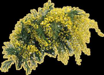 Открытки с мимозой  Открытки с мимозой скачать бесплатно. Открытки с мимозой онлайн.