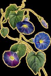 Открытки с вьюнками  Открытки с вьюнками анимационные. Открытки с вьюнками онлайн.