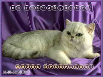 Открытки не скучай Открытки не скучай скачать. Открытки не скучай бесплатно онлайн.