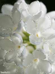 Открытки с белой сиренью  Открытки с белой сиренью анимационные. Открытки с белой сиренью gif.