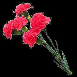 Открытки с гвоздиками  Открытки с гвоздиками скачать. Открытки с гвоздиками онлайн.