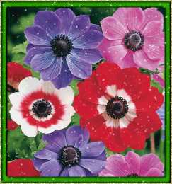 Открытки с анемонами  Открытки с анемонами скачать бесплатно. Открытки с анемонами онлайн.