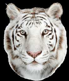 Открытки с белым тигром Открытки с белым тигром скачать. Открытки с белым тигром бесплатно.