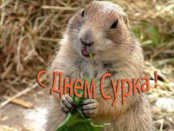 Открытки с днём сурка Скачать бесплатно открытки с днём сурка. Открытки с днём сурка Gif.