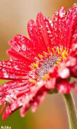 Открытки с космеями  Открытки с космеями анимационные. Открытки с космеями gif.  