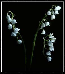 Открытки с ландышами  Открытки с ландышами скачать. Открытки с ландышами онлайн бесплатно.