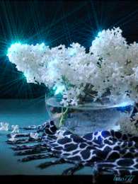 Открытки с белой сиренью  Открытки с белой сиренью анимационные. Открытки с белой сиренью gif.