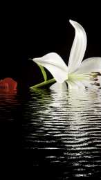 Открытки с белой лилией  Открытки с белой лилией скачать бесплатно. Открытки с белой лилией gif.