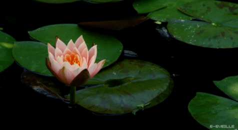 Открытки с лотосом  Открытки с лотосом анимационные. Блестящие открытки с лотосом.