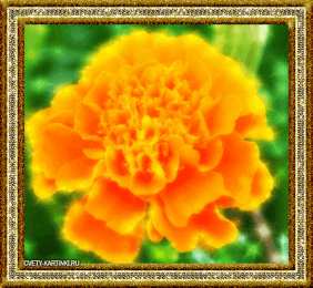 Открытки с бархатцами  Открытки с бархатцами онлайн бесплатно. Открытки с бархатцами скачать.