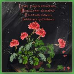 Открытки с геранью Открытки с геранью скачать бесплатно. Открытки с геранью онлайн.