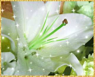 Открытки с белой лилией  Открытки с белой лилией скачать бесплатно. Открытки с белой лилией gif.