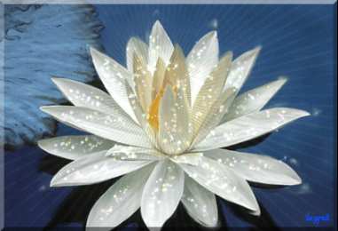 Открытки с лотосом  Открытки с лотосом анимационные. Блестящие открытки с лотосом.