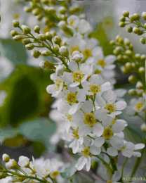 Открытки с белой сиренью  Открытки с белой сиренью анимационные. Открытки с белой сиренью gif.