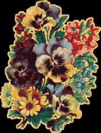 Открытки с разноцветными анютиными глазками  Открытки с разноцветными анютиными глазками скачать бесплатно.