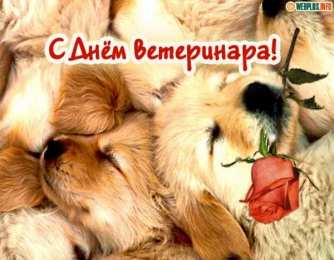 Открытки с Международным днём ветеринара Открытки с Международным днём ветеринара скачать бесплатно.