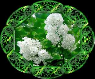 Открытки с белой сиренью  Открытки с белой сиренью анимационные. Открытки с белой сиренью gif.