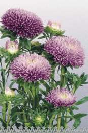 Открытки с астрами  Открытки с астрами скачать бесплатно. Открытки с астрами онлайн.