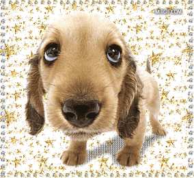 Открытки с собаками Анимационные открытки с собаками. Скачать бесплатно открытки с собаками.