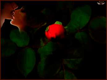 Открытки с распускающимися розами Открытки с распускающимися розами скачать бесплатно gif.      