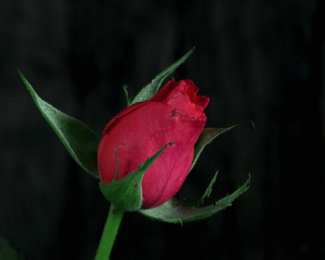 Открытки с распускающимися розами Открытки с распускающимися розами скачать бесплатно gif.      